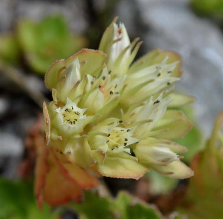 Image of Sedum involucratum specimen.
