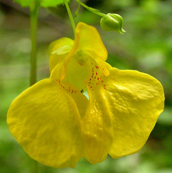 Изображение особи Impatiens noli-tangere.