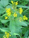 Lysimachia vulgaris. Верхняя часть цветущего растения. Астраханская обл., Володарский р-н, окрестности с. Калинино, берег р. Бузан. 09.08.2012.