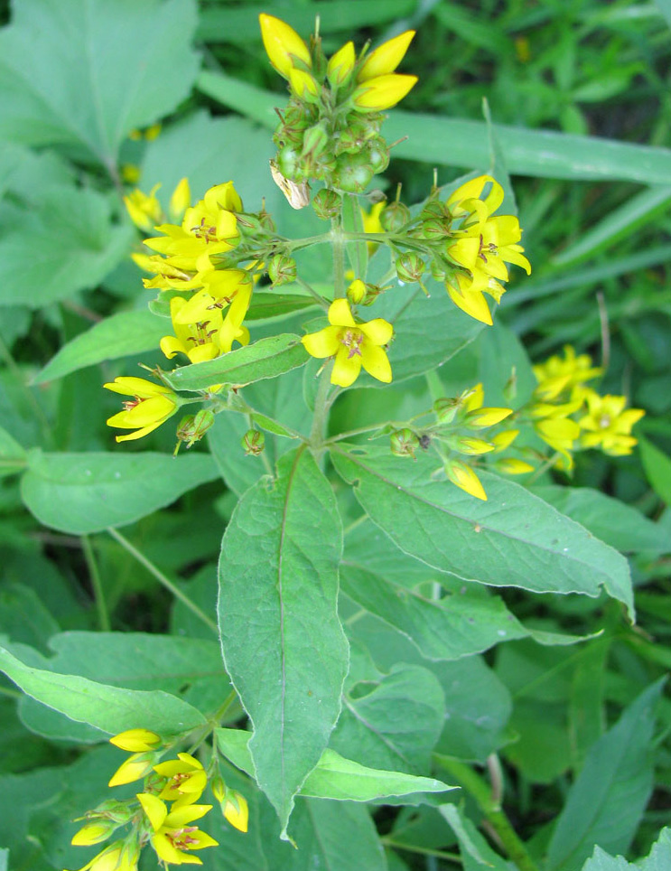 Изображение особи Lysimachia vulgaris.