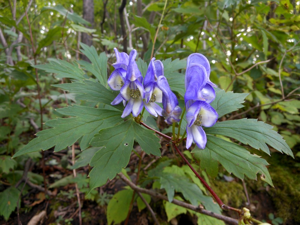 Изображение особи Aconitum axilliflorum.