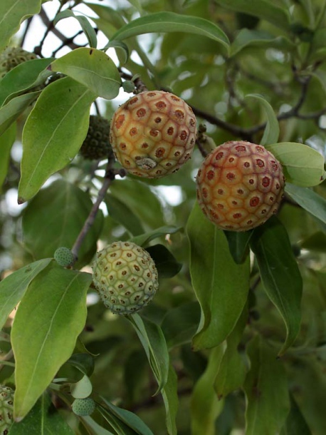 Image of Cynoxylon capitatum specimen.