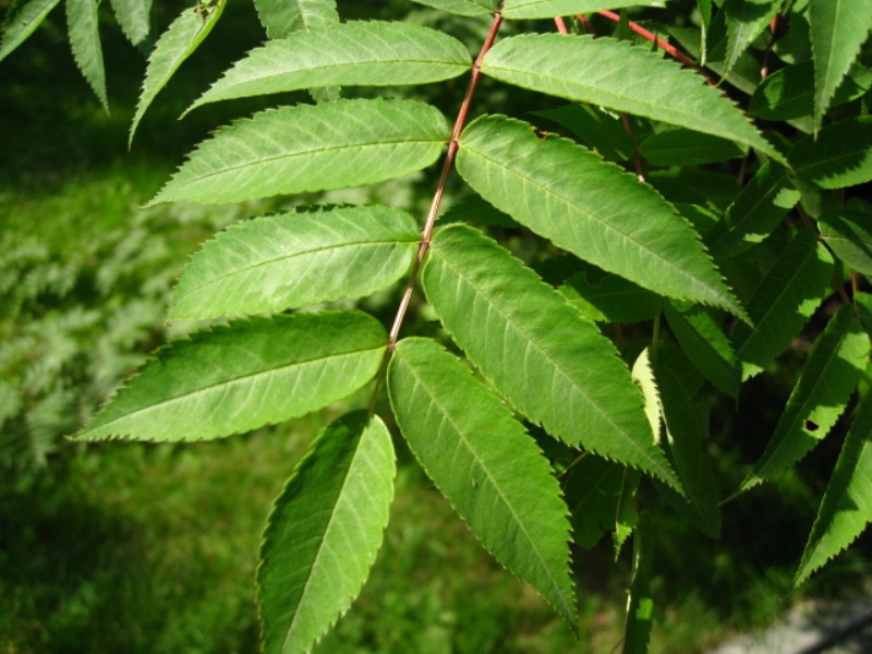 Изображение особи Sorbus commixta.