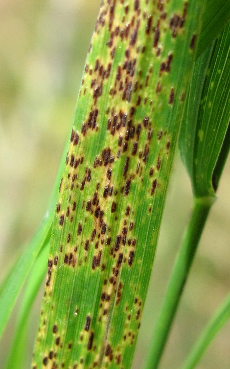 Изображение особи Calamagrostis phragmitoides.