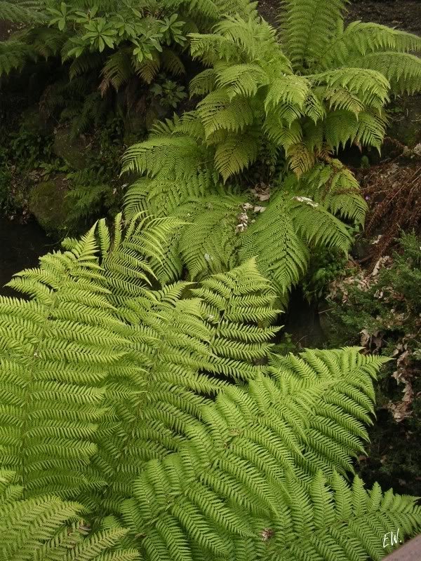 Изображение особи Dicksonia squarrosa.