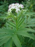 Sambucus ebulus