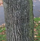 Quercus palustris
