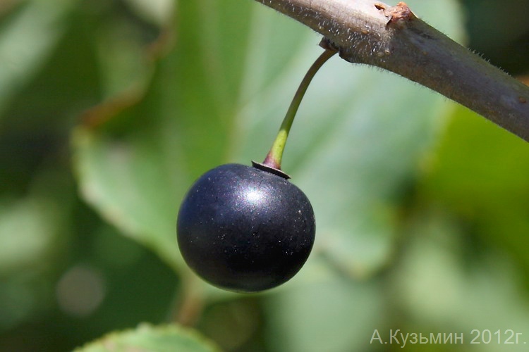 Image of Rhamnus cathartica specimen.