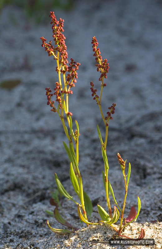 Image of Rumex acetosella specimen.