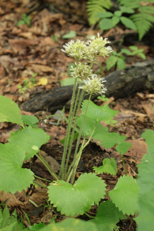 Изображение особи Micranthes manchuriensis.