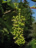 Acer pseudoplatanus. Соцветие (пурпурнолистная форма). Нидерланды, Groningen, в городском озеленении. 5 мая 2007 г.