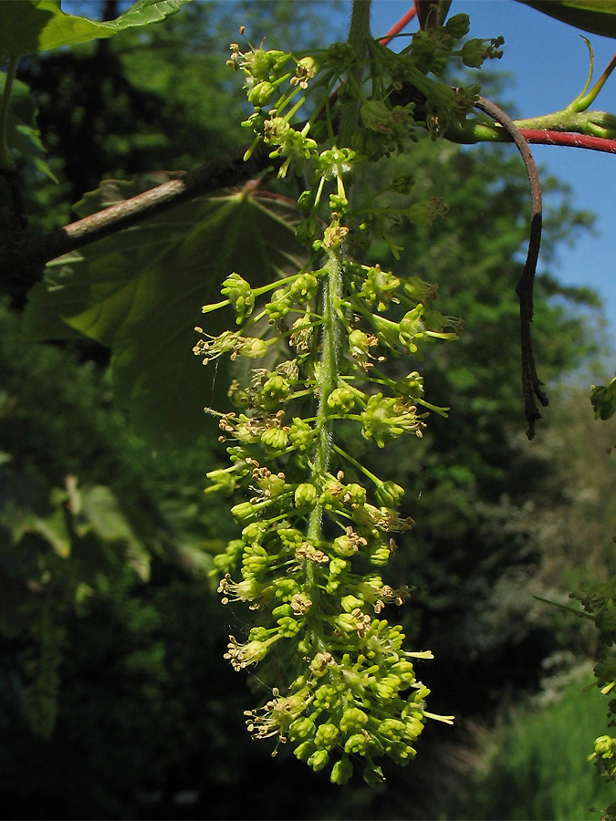 Изображение особи Acer pseudoplatanus.