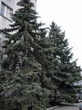 Picea форма glauca