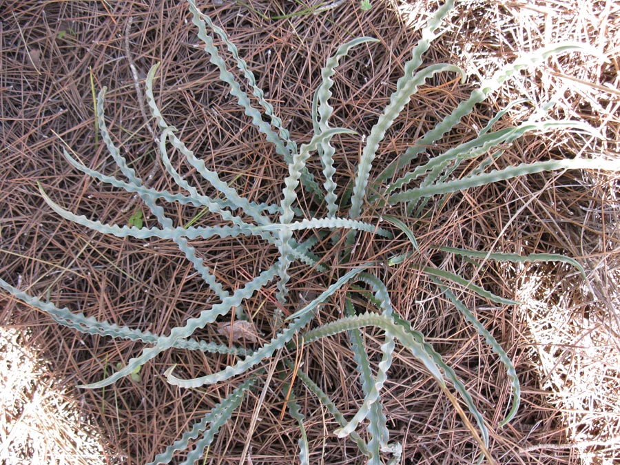 Image of Drimia palaestina specimen.