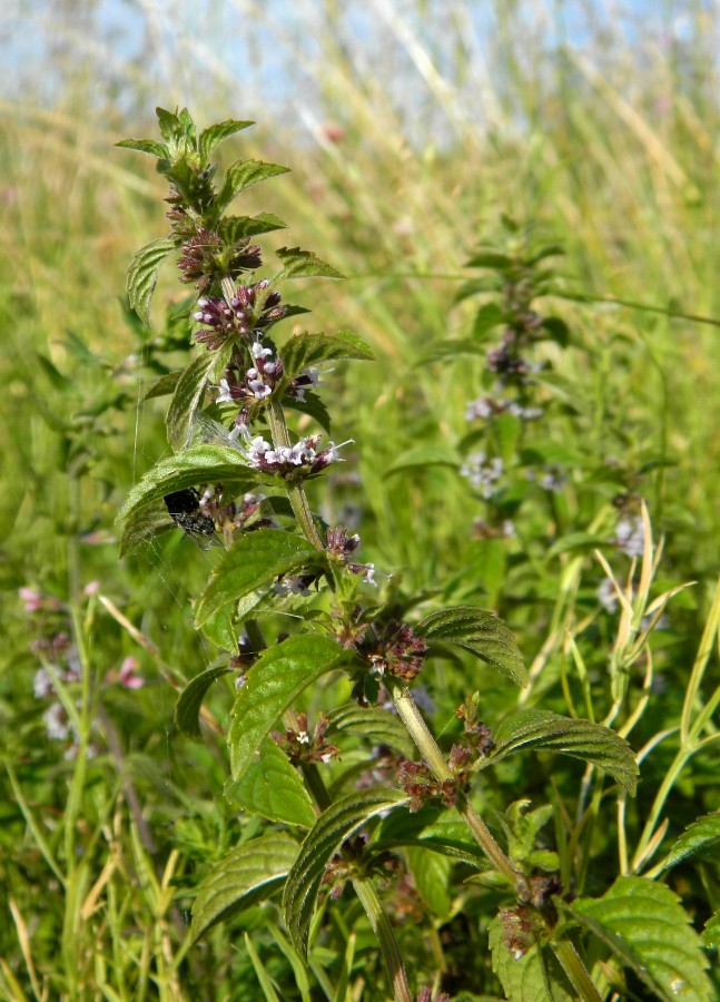 Image of Mentha arvensis specimen.