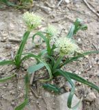 Allium israeliticum