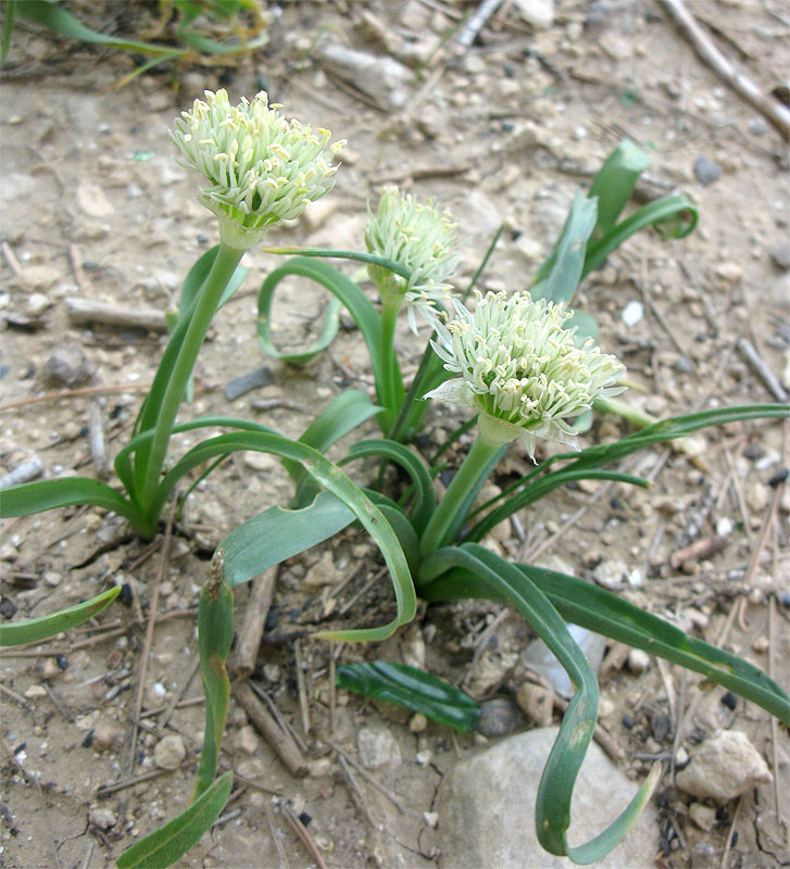 Изображение особи Allium israeliticum.