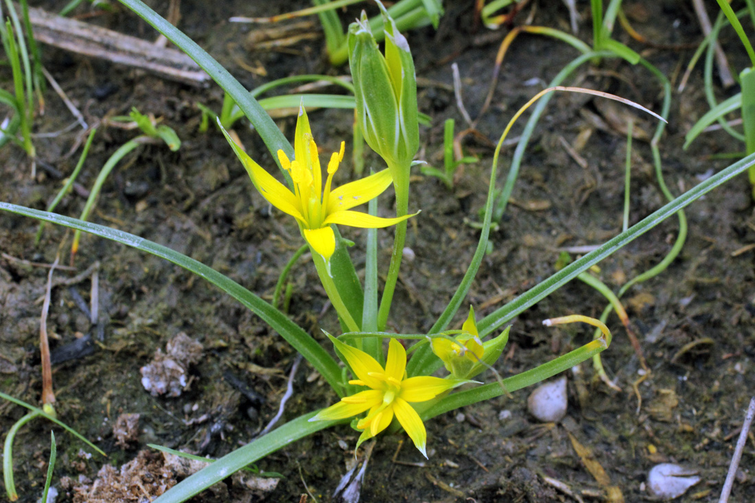 Изображение особи Gagea graminifolia.