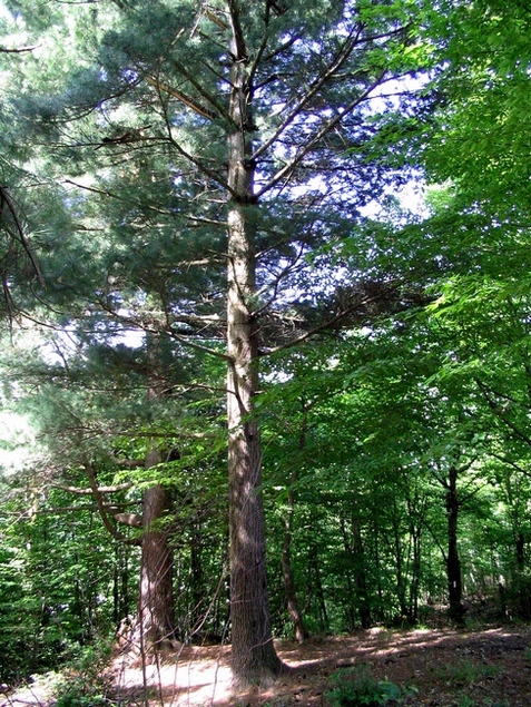 Image of Pinus strobus specimen.