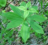 Image of taxon representative. Author is Галина Горьева