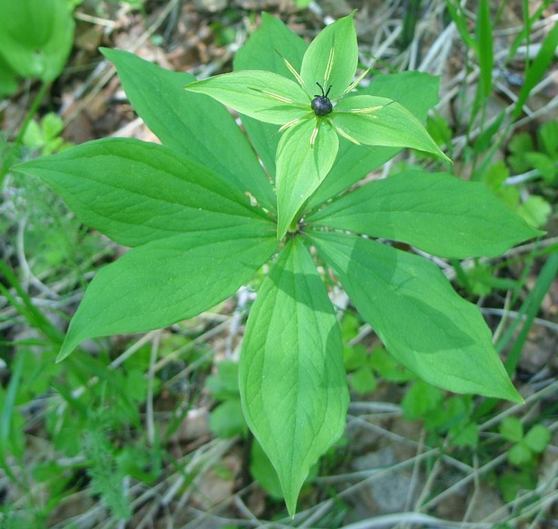 Image of Paris verticillata specimen.