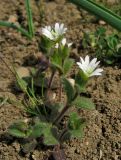 Cerastium crassiusculum