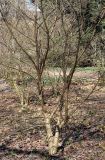 Chionanthus retusus