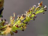 Fraxinus excelsior. Часть соцветия. Ростовская обл., Неклиновский р-н, Лакедемоновское с/п, у дороги. 21.04.2013.