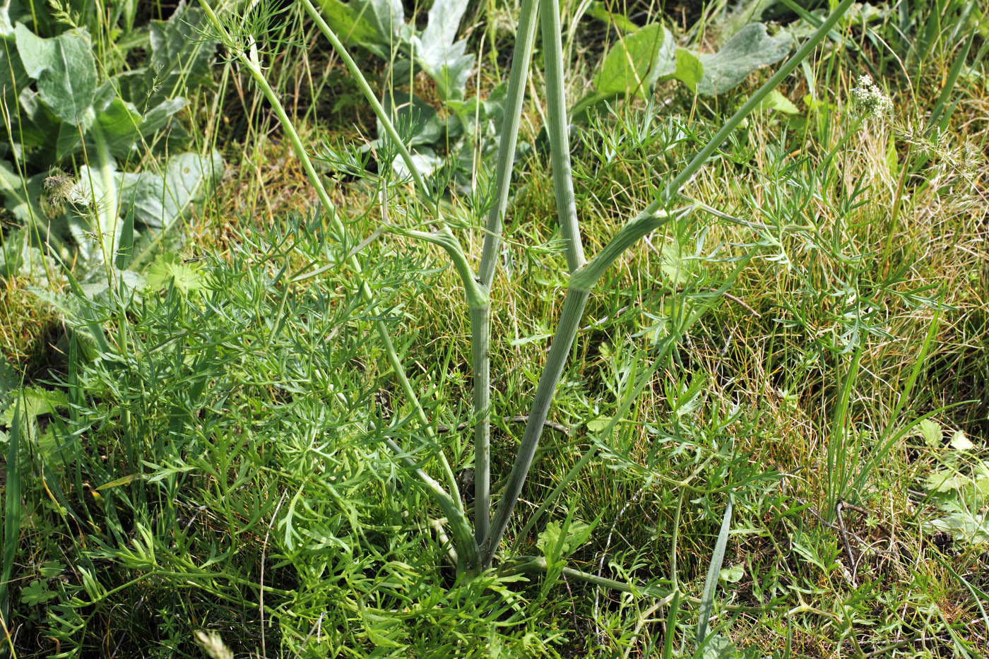 Изображение особи Oedibasis chaerophylloides.