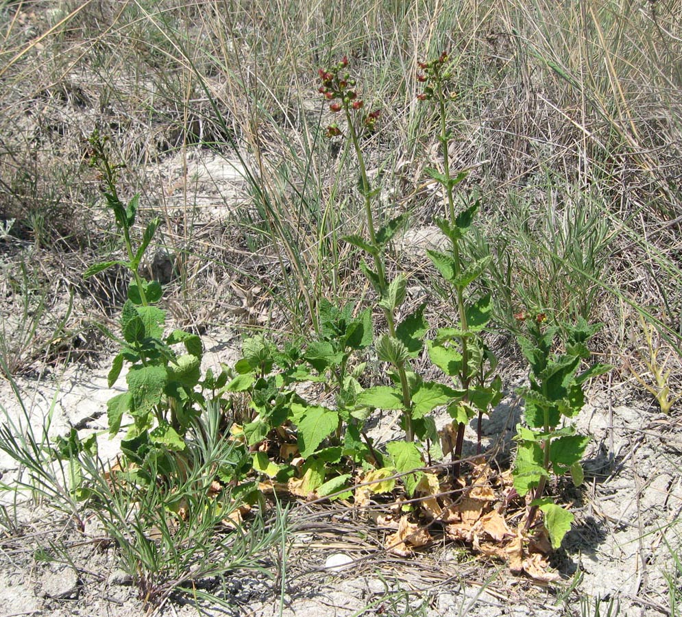 Изображение особи Scrophularia scopolii.