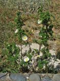 Rosa spinosissima. Цветущее растение. Крым, Карадагский заповедник, биостанция, в культуре. 11 мая 2013 г.