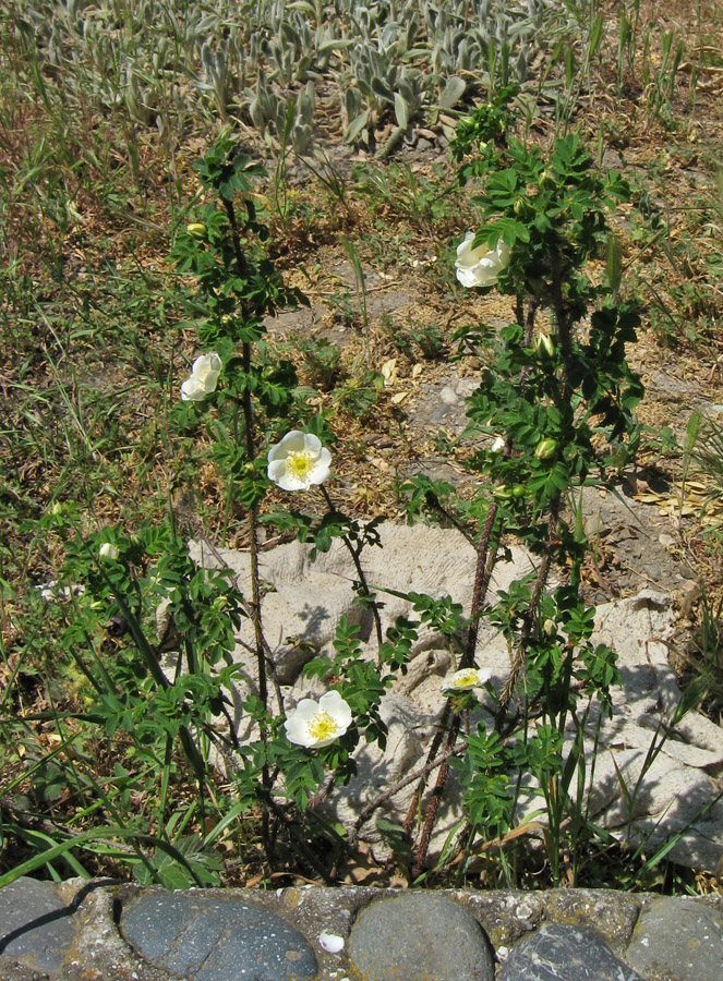 Изображение особи Rosa spinosissima.