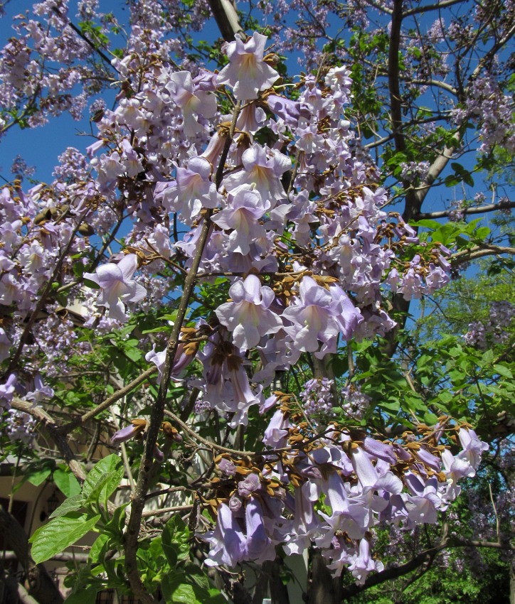 Image of Paulownia tomentosa specimen.