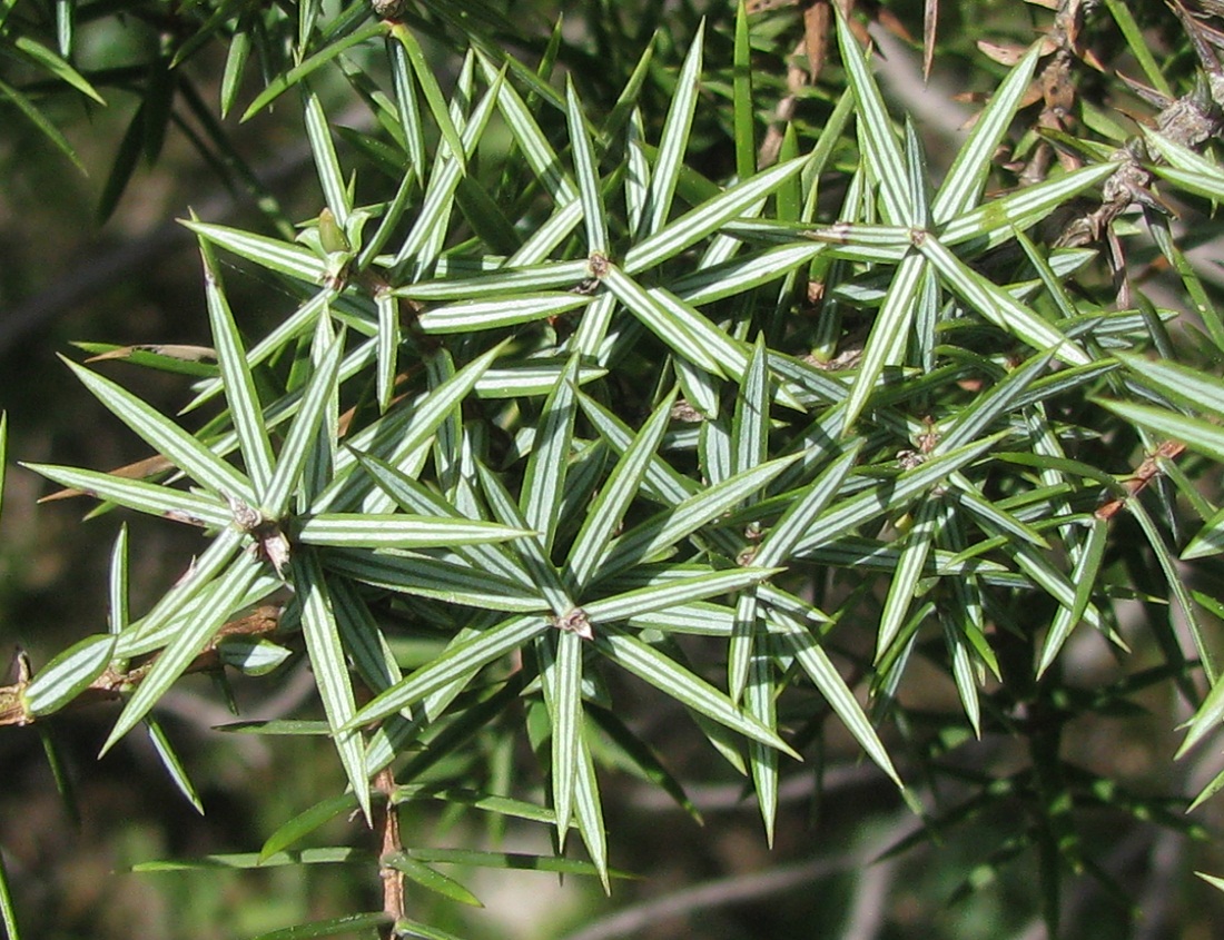 Image of Juniperus deltoides specimen.