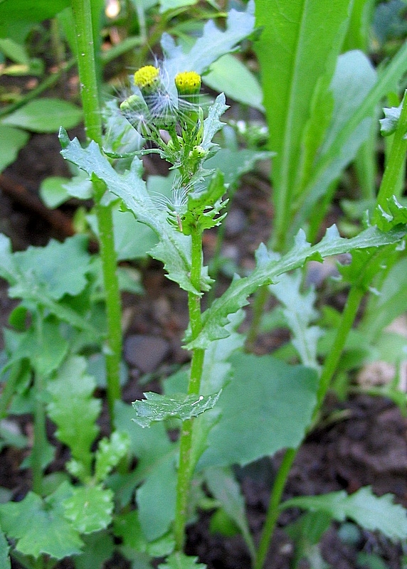 Image of Senecio vulgaris specimen.