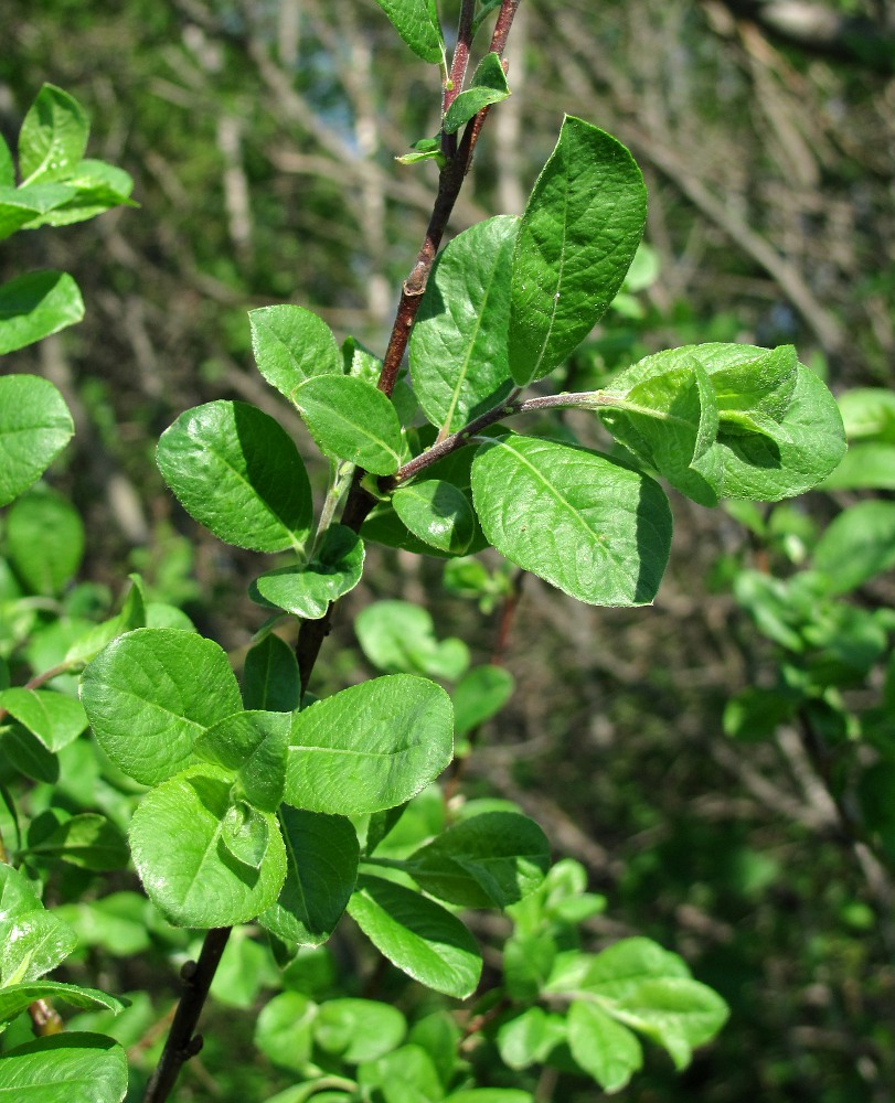 Image of Salix myrsinifolia specimen.