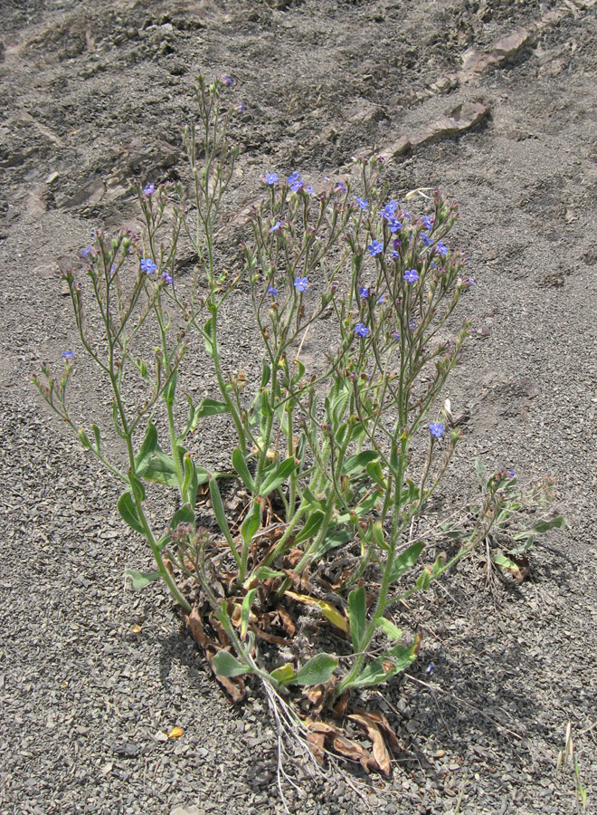 Image of Anchusa azurea specimen.