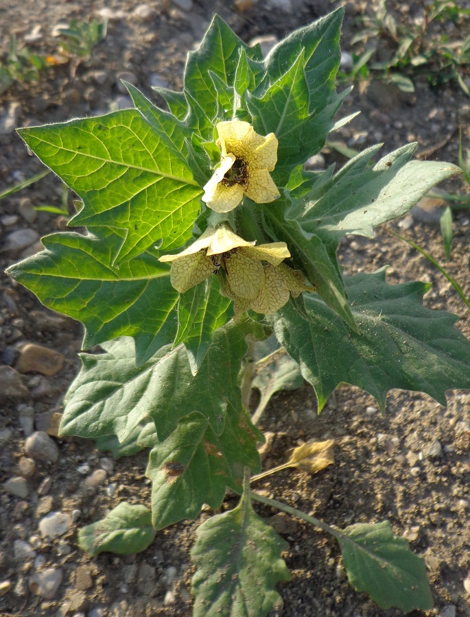 Изображение особи Hyoscyamus niger.