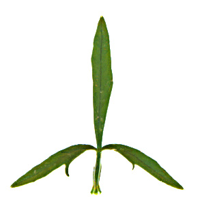 Image of Apium graveolens specimen.