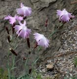 род Dianthus