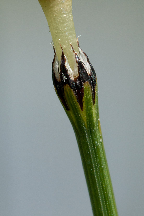 Image of Equisetum variegatum specimen.