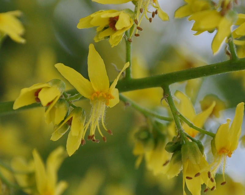 Изображение особи Koelreuteria paniculata.