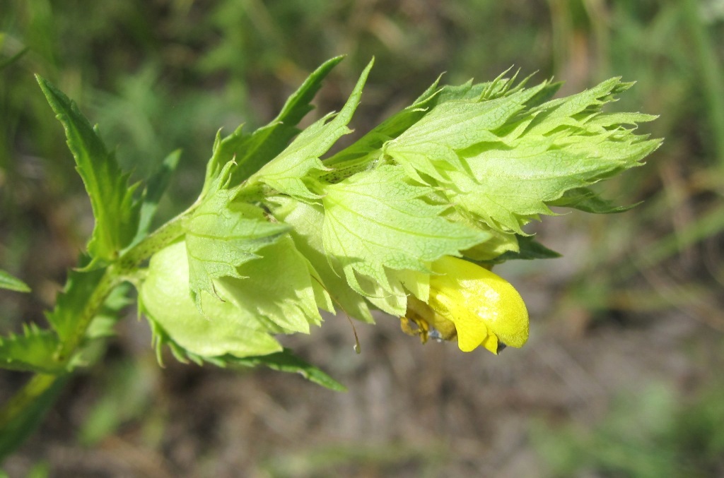 Image of genus Rhinanthus specimen.