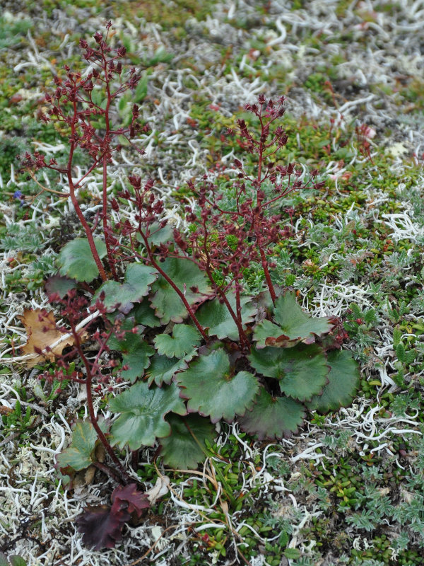 Image of Micranthes purpurascens specimen.