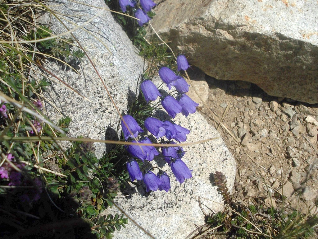 Image of Campanula cochleariifolia specimen.