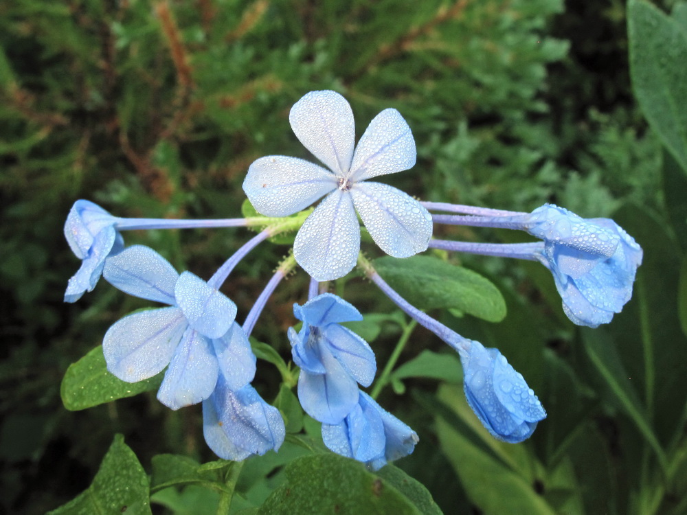 Image of Plumbago auriculata specimen.