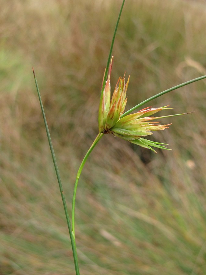 Image of Juncus articulatus specimen.