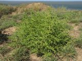 Amaranthus albus. Расцветающее растение на берегу лимана. Краснодарский край, м/о Анапа, окр. ст. Благовещенская, Кизилташский лиман. 19.08.2013.