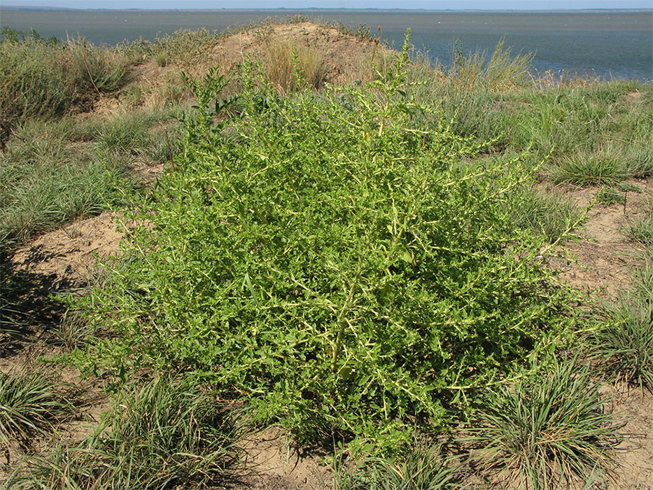 Image of Amaranthus albus specimen.