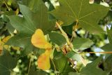 Acer turkestanicum